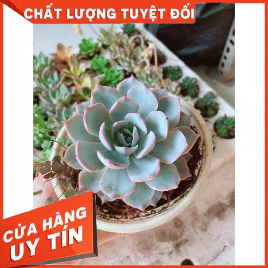 Combo sen đá hồng phấn kèm chậu sứ trắng Nhiều Người Mua