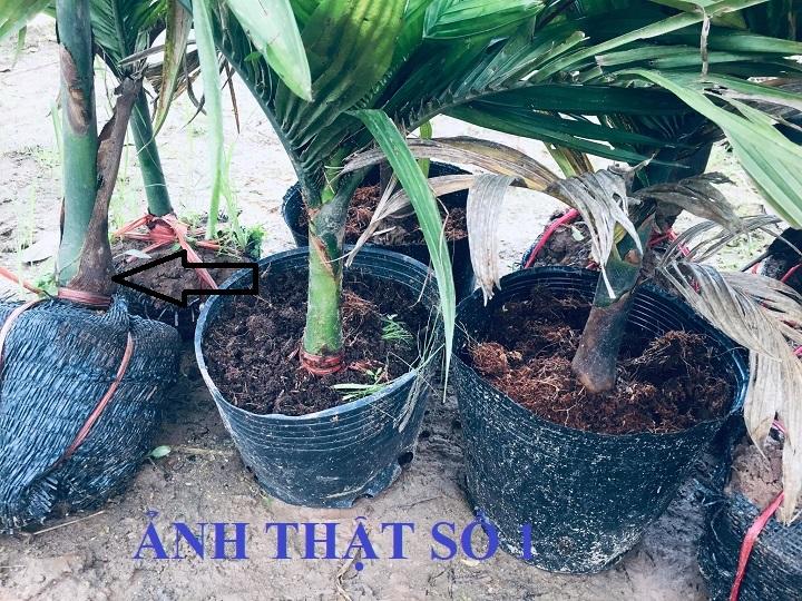 Combo 2 cây CAU LÙN chuẩn giống cam kết chất lượng