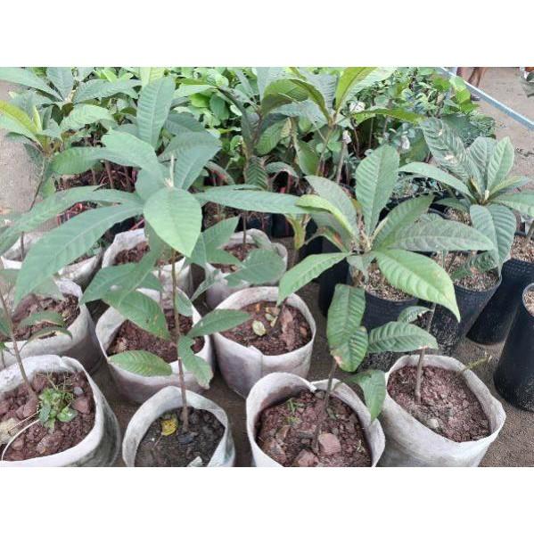 Cây hồng xiêm ruột đỏ khủng lồ