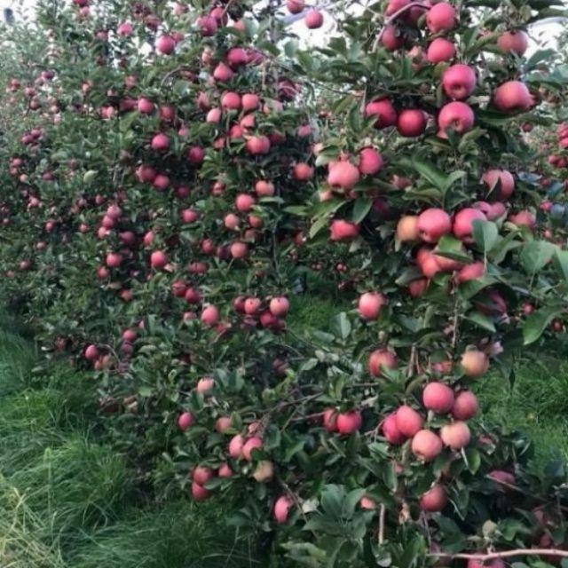 Cây giống TÁO TÂY ĐỎ - CÂY GIỐNG NHẬP KHẨU