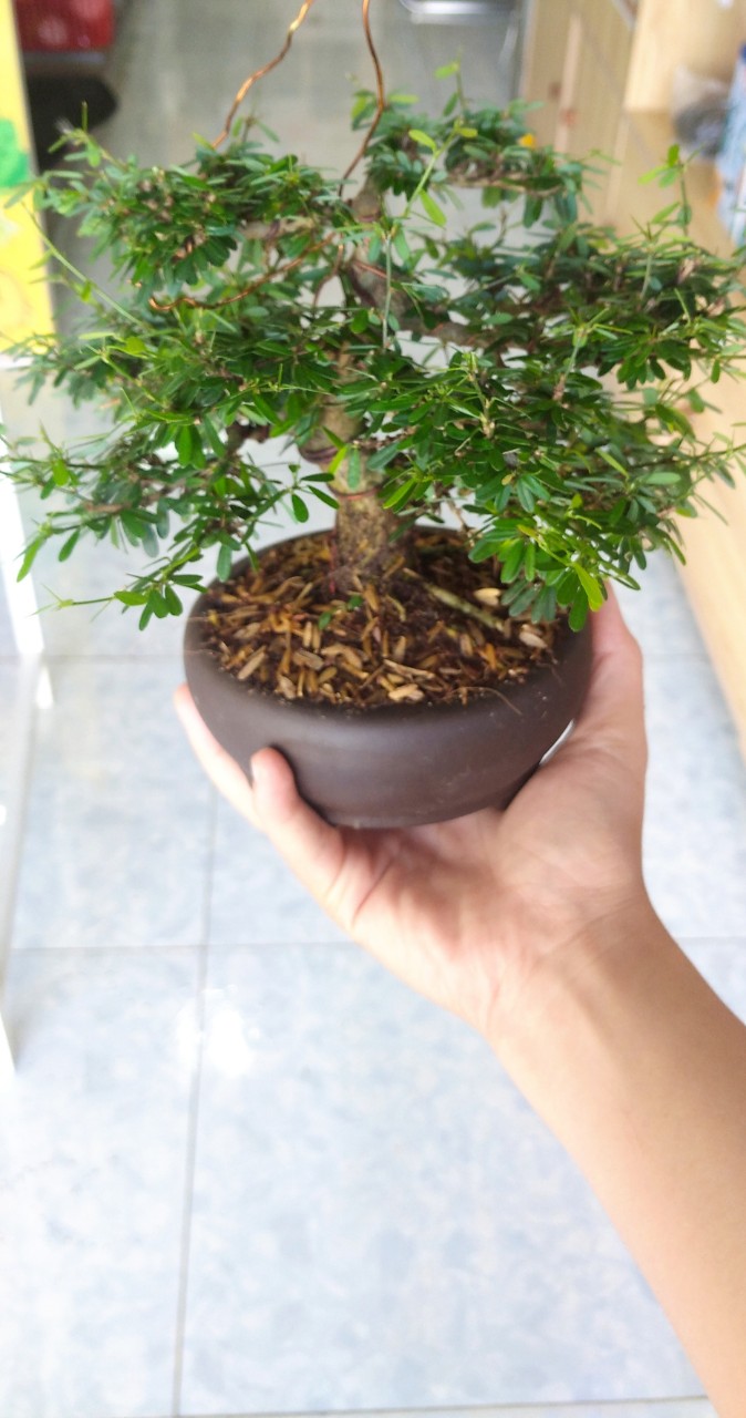 Cây Linh Sam Bonsai Mini - Chưng bàn làm việc-Phong Thủy ( Cây có sẵn chậu)