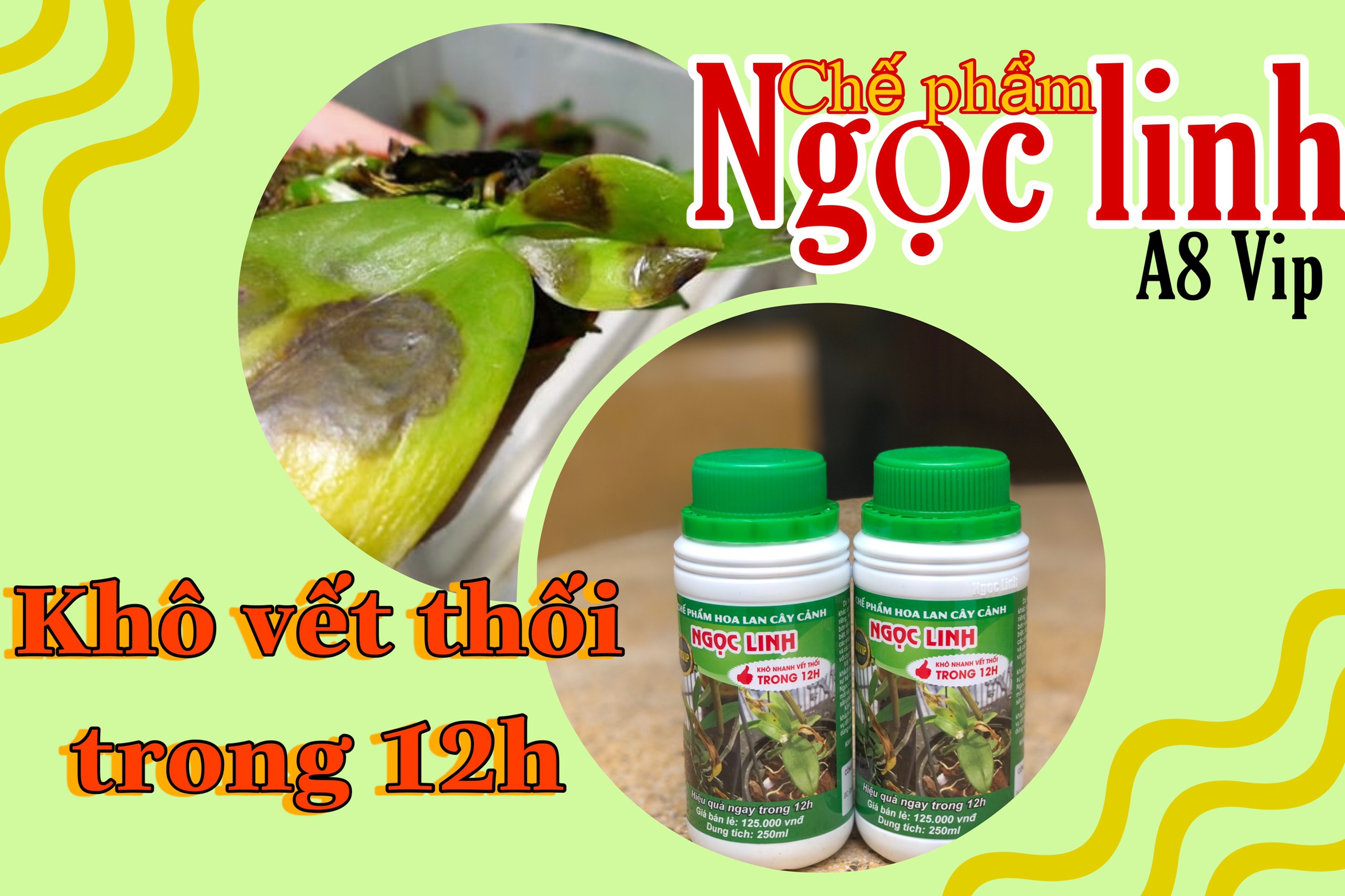 Chế phẩm khô thúi nhũn và khô vết thối trong 12h Ngọc Linh A8 -250ml