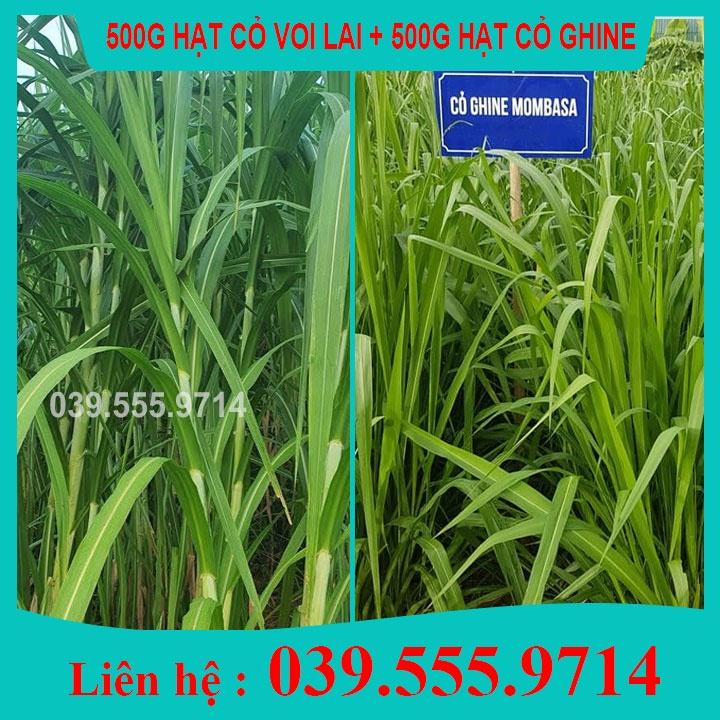 2 Loại Hạt Giống Cỏ Chăn Nuôi Voi Lai 500g & Cỏ sả lá lớn Mombasa Ghine 500g