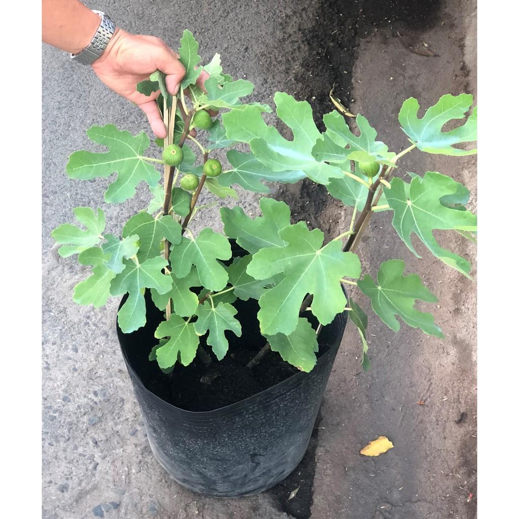 Cây sung Mỹ gốc to đang có trái