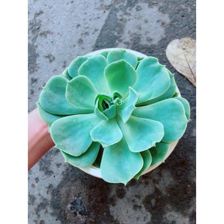 Chậu Sen Đá Xanh Đất Bán Chạy