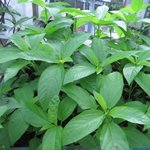 HẠT GIỐNG RAU ĐAY TRẮNG - gói 10gr