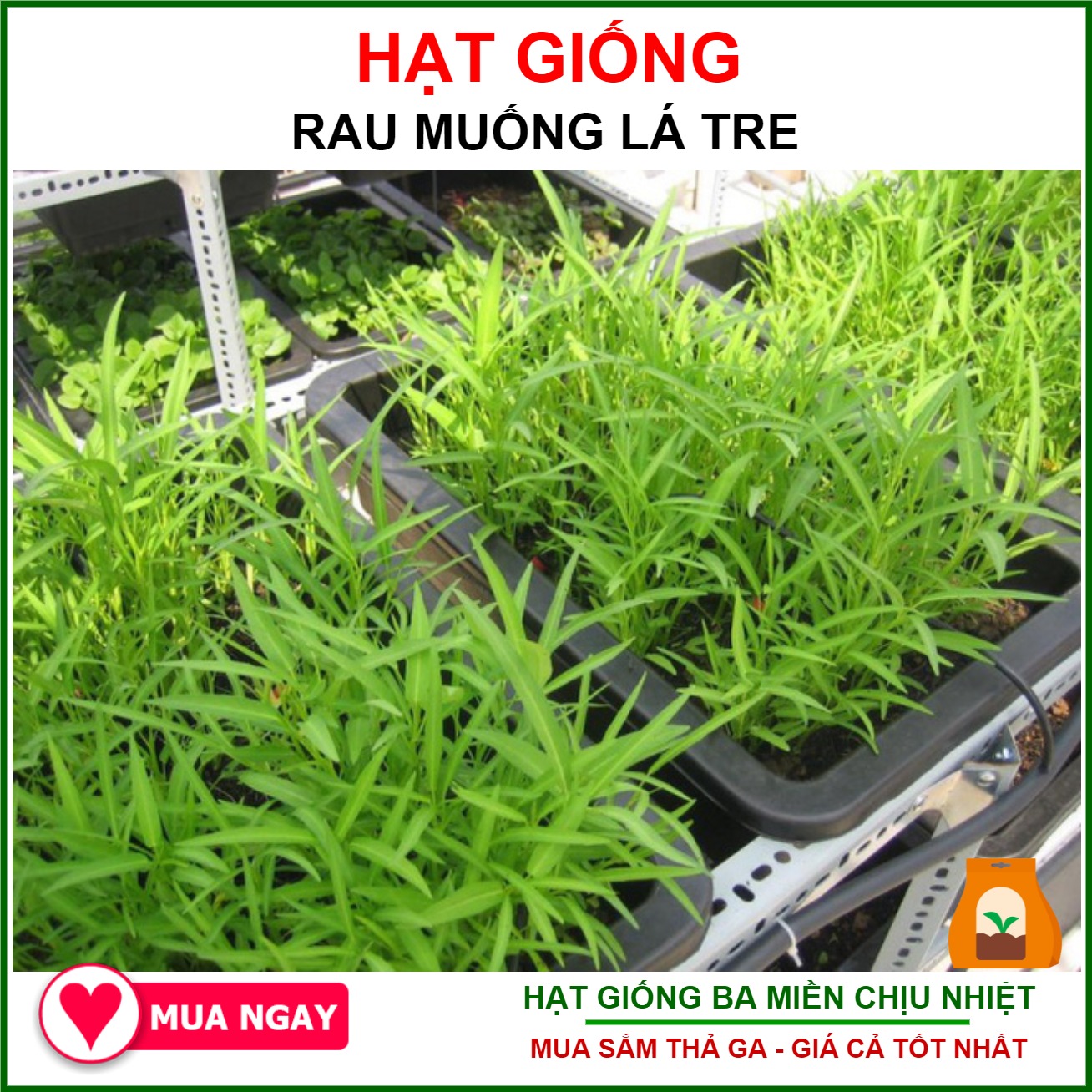 Hình ảnh Gói 1gram Hạt Giống Rau Muống Lá Tre Nguyên Bao Bì - Shop Hạt Giống Ba Miền Chịu Nhiệt