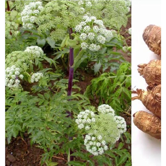 Hạt giống Bạch chỉ - cây dược liệu làm thuốc - 1 gói 50 hạt