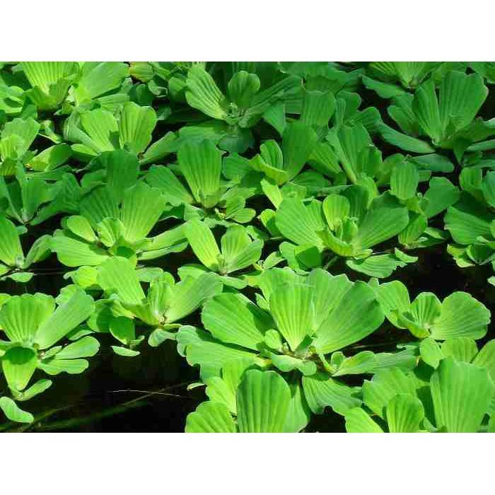 CHUẨN Bèo Cái Thuỷ Sinh