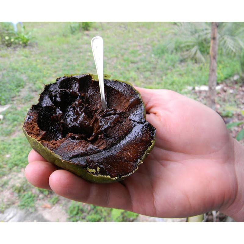 Cây giống hồng sô-cô-la hàng chuẩn f1