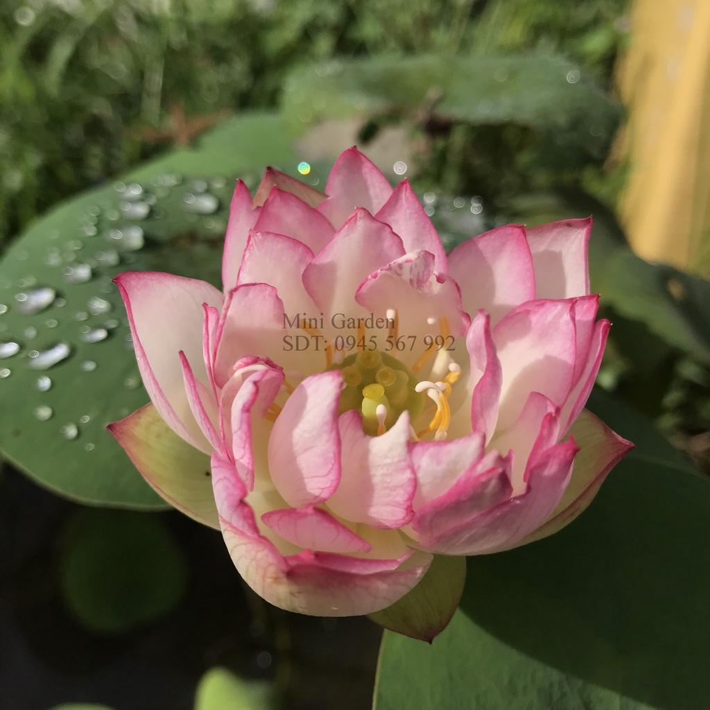 Củ Hoa Sen Mini Rung Động