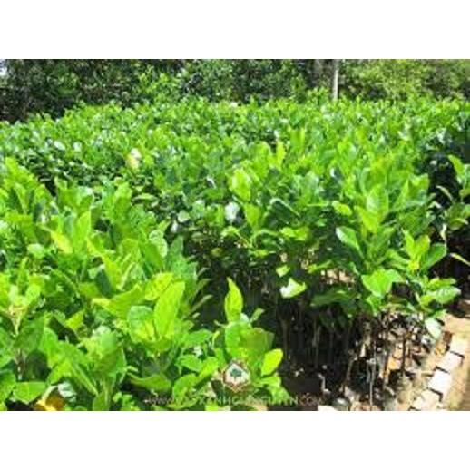 Cây giống MÍT TỨ QUÝ siêu quả - cây giống chuẩn F1