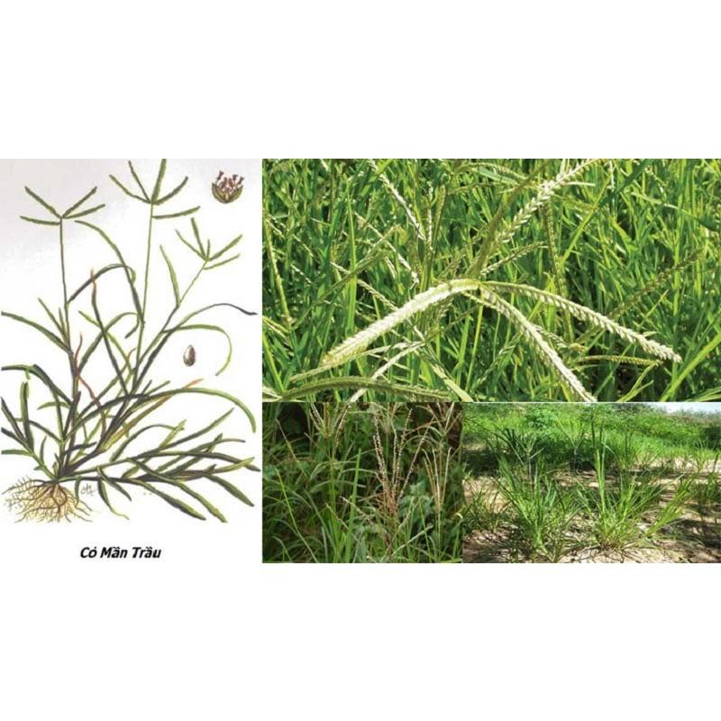 500gr Cỏ mần trầu khô sạch nhà làm