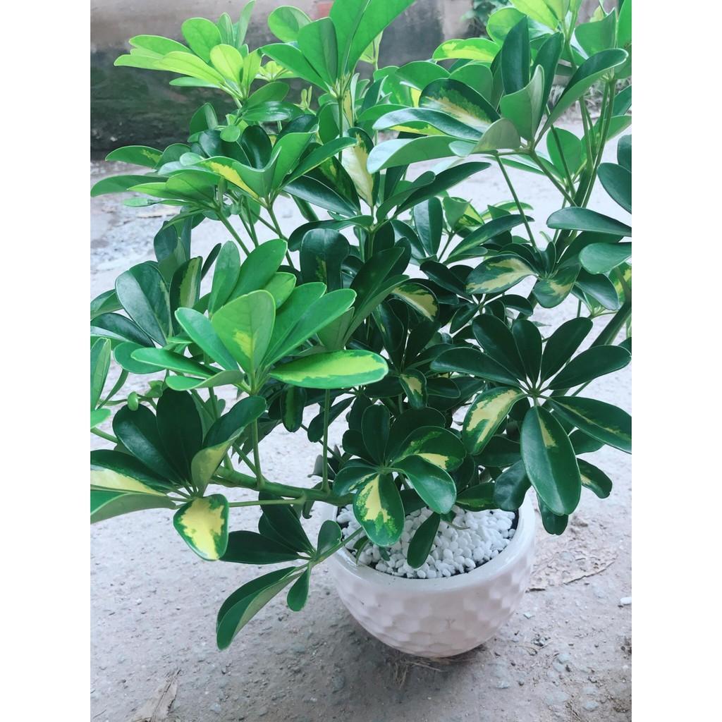 Chậu cây ngũ gia bì size đại Bán Chạy