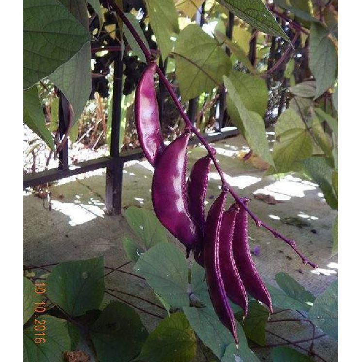 Hạt Giống Đậu Ván Tím F1 - 5hạt/gói