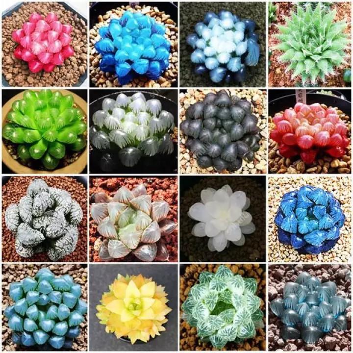 Hạt giống sen ngọc nhiều màu 200 hạt/gói