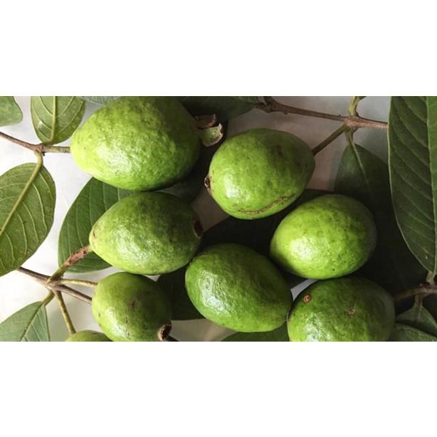 4 KG QUẢ ỔI SẺ RỪNG.