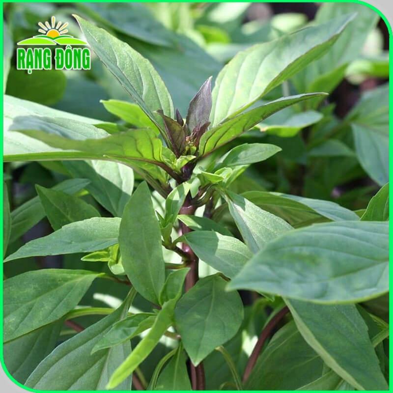 Hạt giống Quế Lá To Rado 25 (10g~5000 hạt) thu hoạch nhiều lần, trồng quanh năm - Hạt giống Rạng Đông