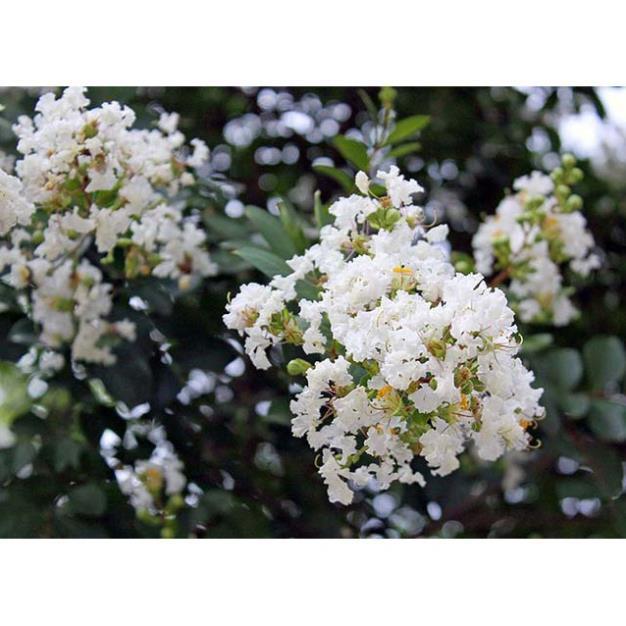 Chậu tường vi lớn, cây giống đẹp