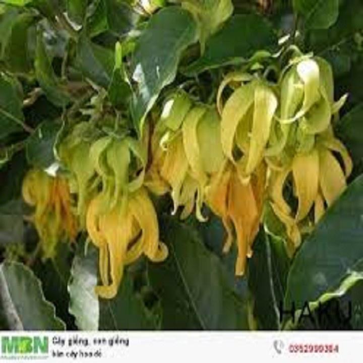 BẦU CÂY GIỐNG HOA DẺ THƠM - NBCGHDT