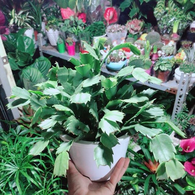 Chậu Cây Càng Cua