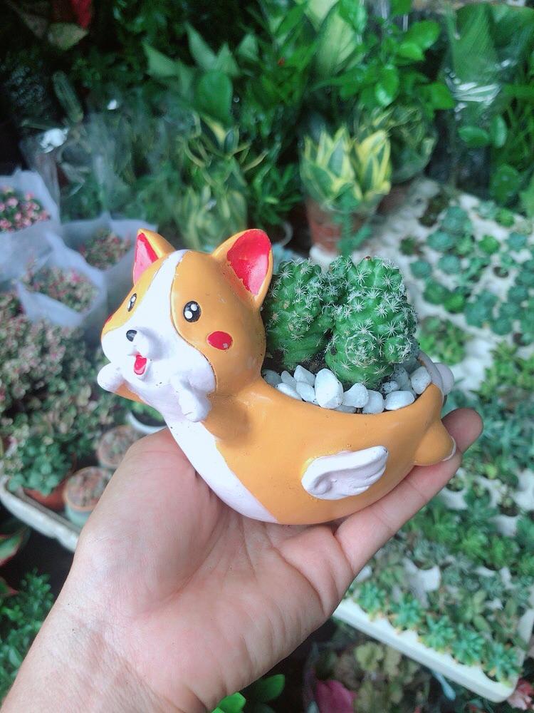 Chậu Xương Rồng Trứng Chim