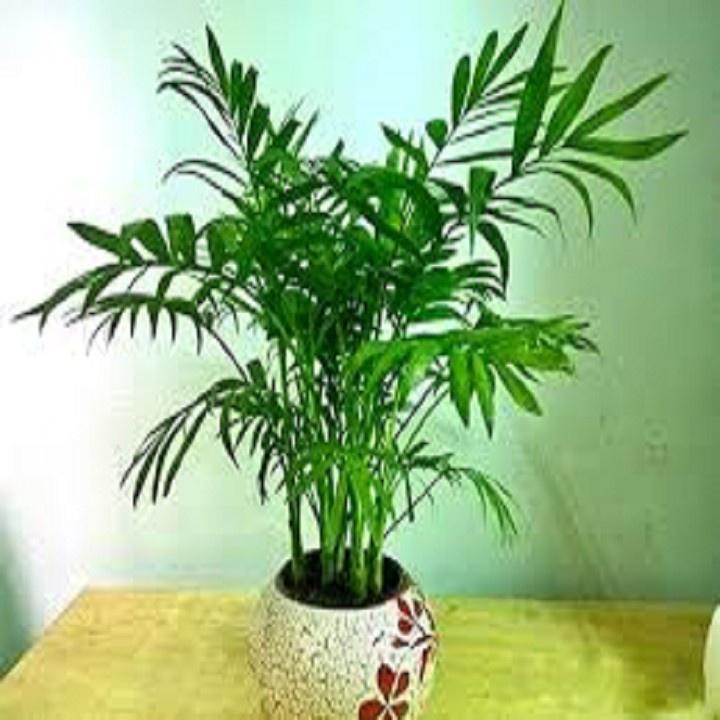 CHẬU CAU TIỂU TRÂM BONSAI