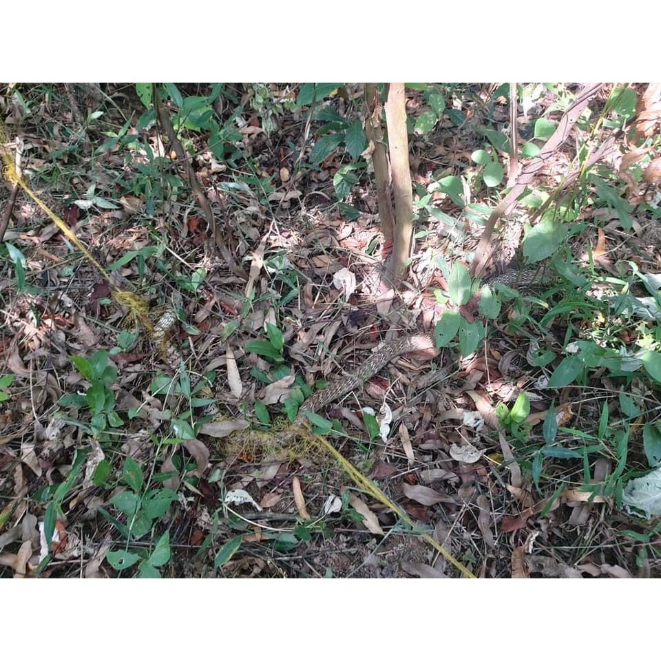 50m lưới bẫy rắn lỗ 4 phân bẫy rắn từ 0.4kg tới 2kg cao 50cm ( 1 tay dài 10m , 50m được 5 tay ) lười dù thái.
