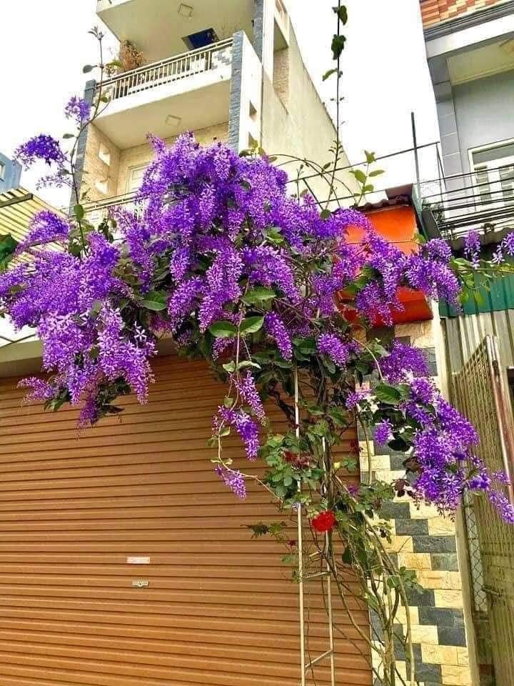 Cây hoa mai xanh Thái Lan hoa quanh năm