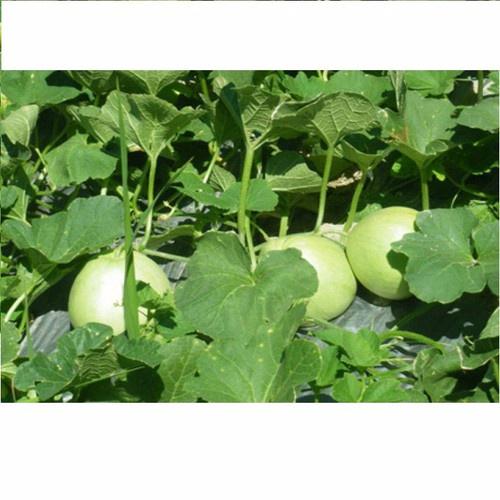 Hạt giống Dưa Lê Siêu Ngọt F1 1g, 0,5g, 10 hạt