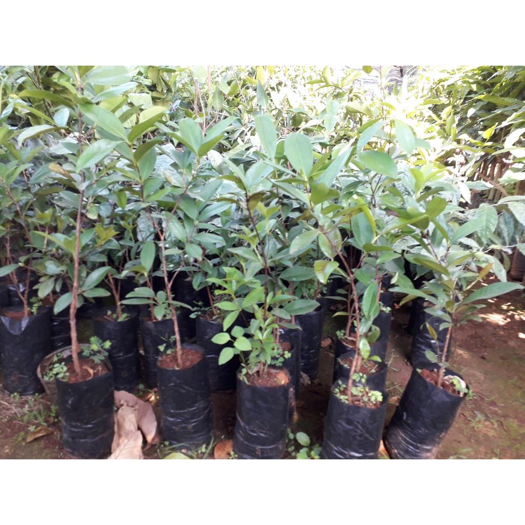 Cây giống Cherry Anh Đào Mỹ.