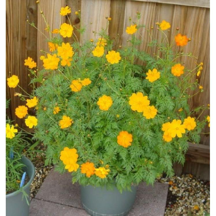 Hạt giống hoa cánh bướm Nhiều màu - 1 gói 200 hạt