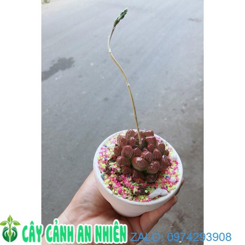 Chậu Cây Kim Cương Copi Đỏ