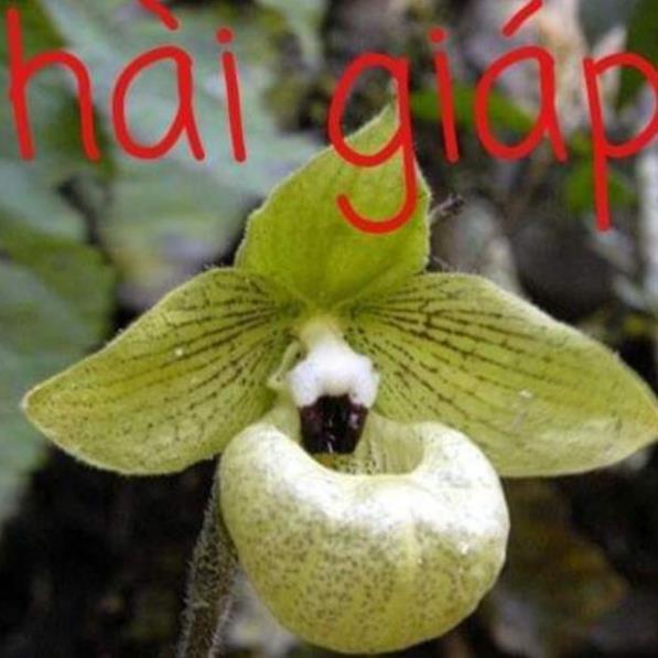 COMBO 10 CÂY GIỐNG LAN HÀI GIÁP RỪNG TÂY BẮC