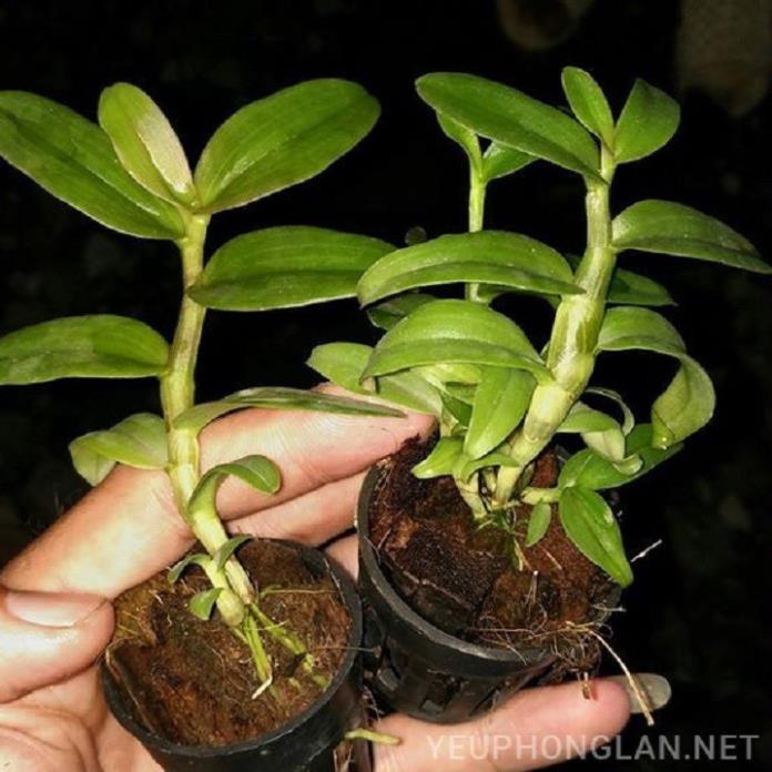 Sản Phẩm Hoa lan - trầm tím lào( cây cao 25cm,to khỏe, bộ rễ đẹp)
