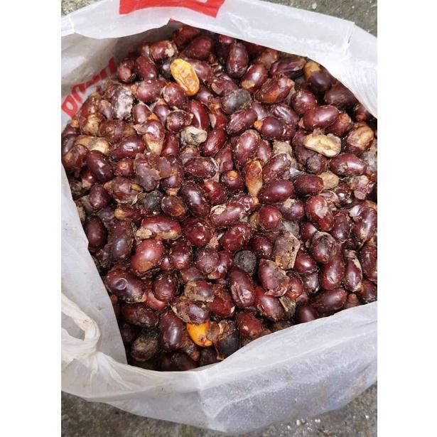 Hạt giống chà là kiểng - chà là cảnh | 500 gram/gói