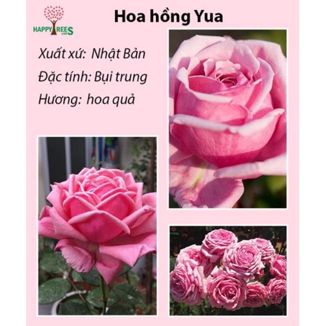 Hoa hồng ngoại Yua Rose - hồng bụi cao, hoa thơm