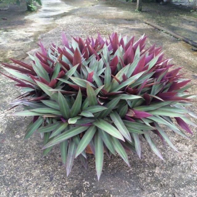 Cây lẻ bạn