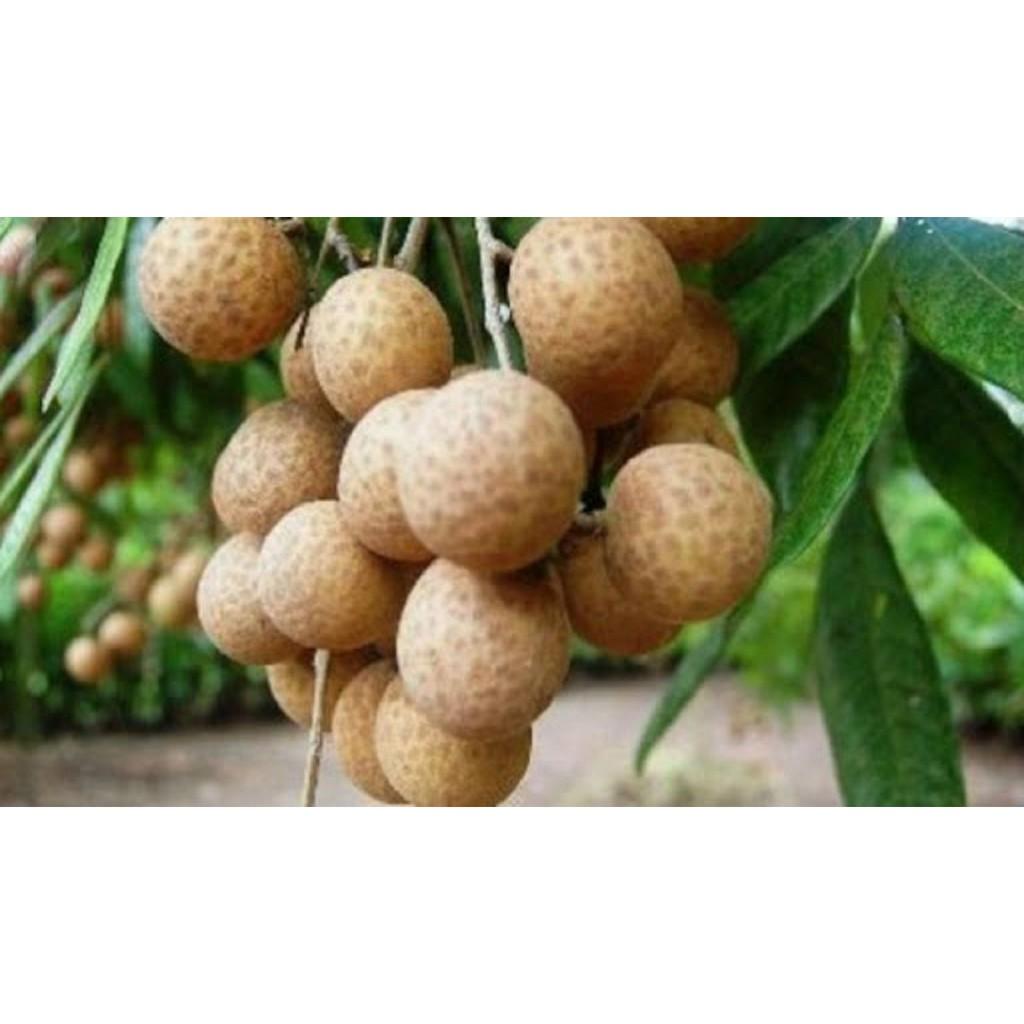 Cây giống NHÃN LỒNG SỚM HƯNG YÊN- Cây giống chuẩn F1