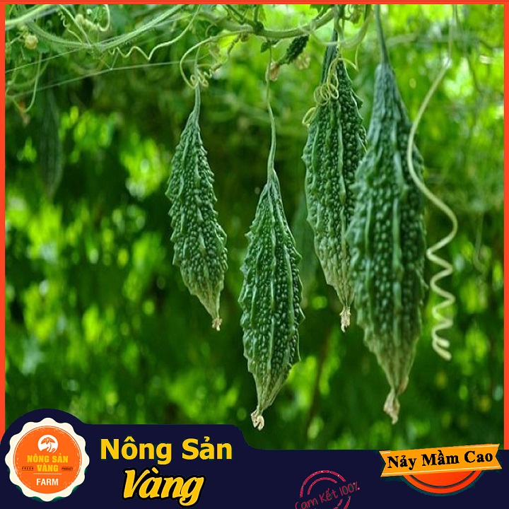 Hạt giống Khổ Qua Rừng - Nông Sản Vàng