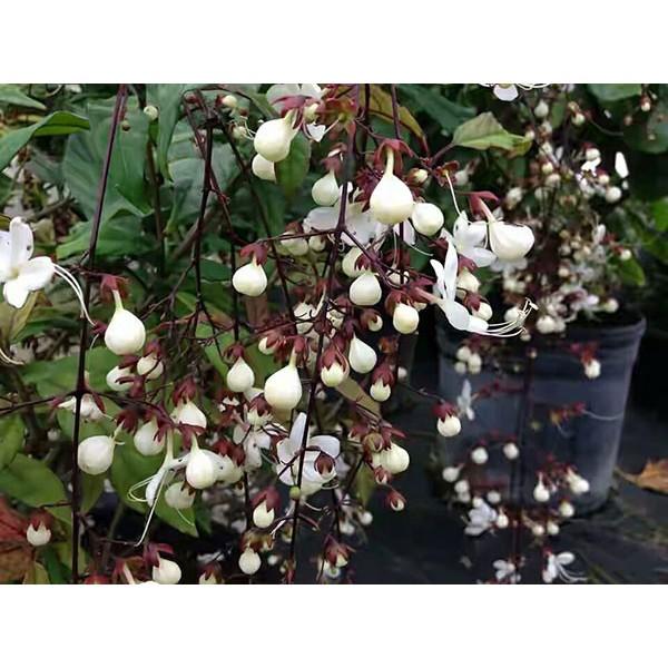 CHẬU CÂY " Dạ Ngọc Minh Châu " – hoa chơi tết mang lại tài lộc