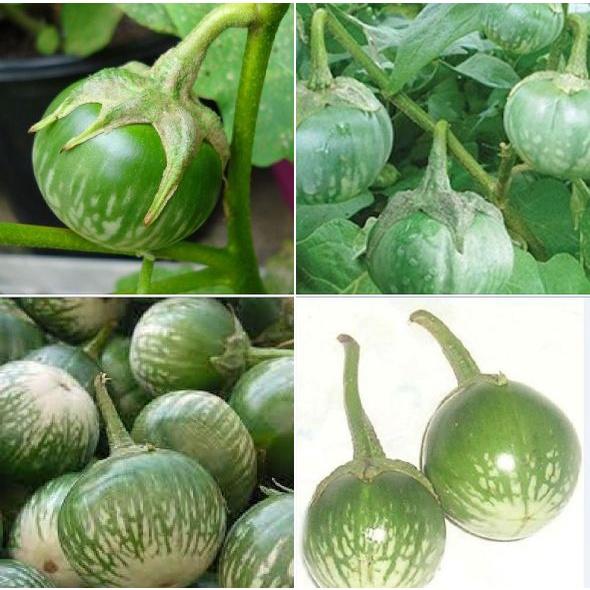 Hạt giống Cà da ếch dể trồng f1_gói 2gram-tặng kèm gói phân bón lót