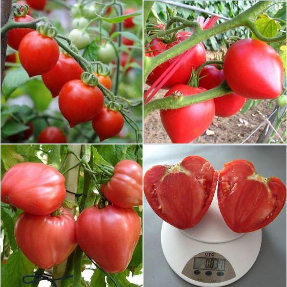 Hạt giống cà chua hình trái tim 30 hạt/gói