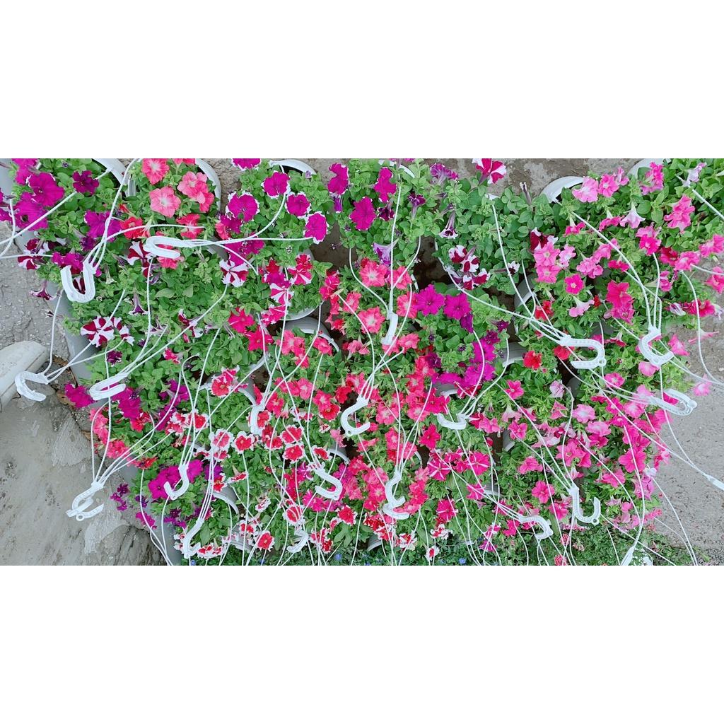 Chậu Hoa Dạ Yến Thảo