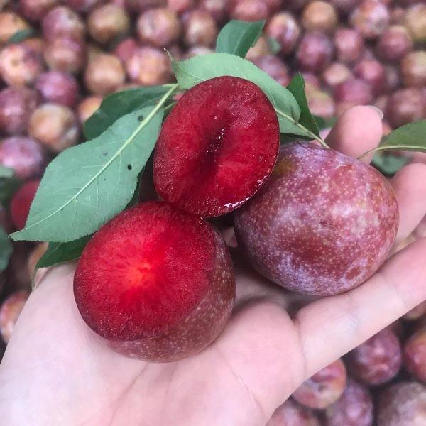Cây mận tam hoa cây đẹp chuẩn giống