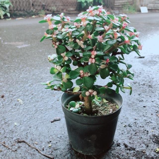 Chậu đô la kiểng