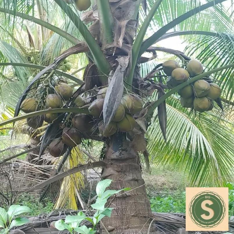 Dừa Sáp Giống - Được Ươm tại vườn Cầu Kè, Trà Vinh