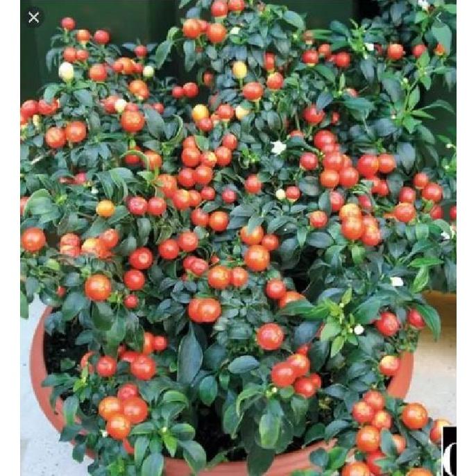 Hạt giống Ớt kiểng tròn-gói 30 hạt/tặng kèm gói phân bón lót