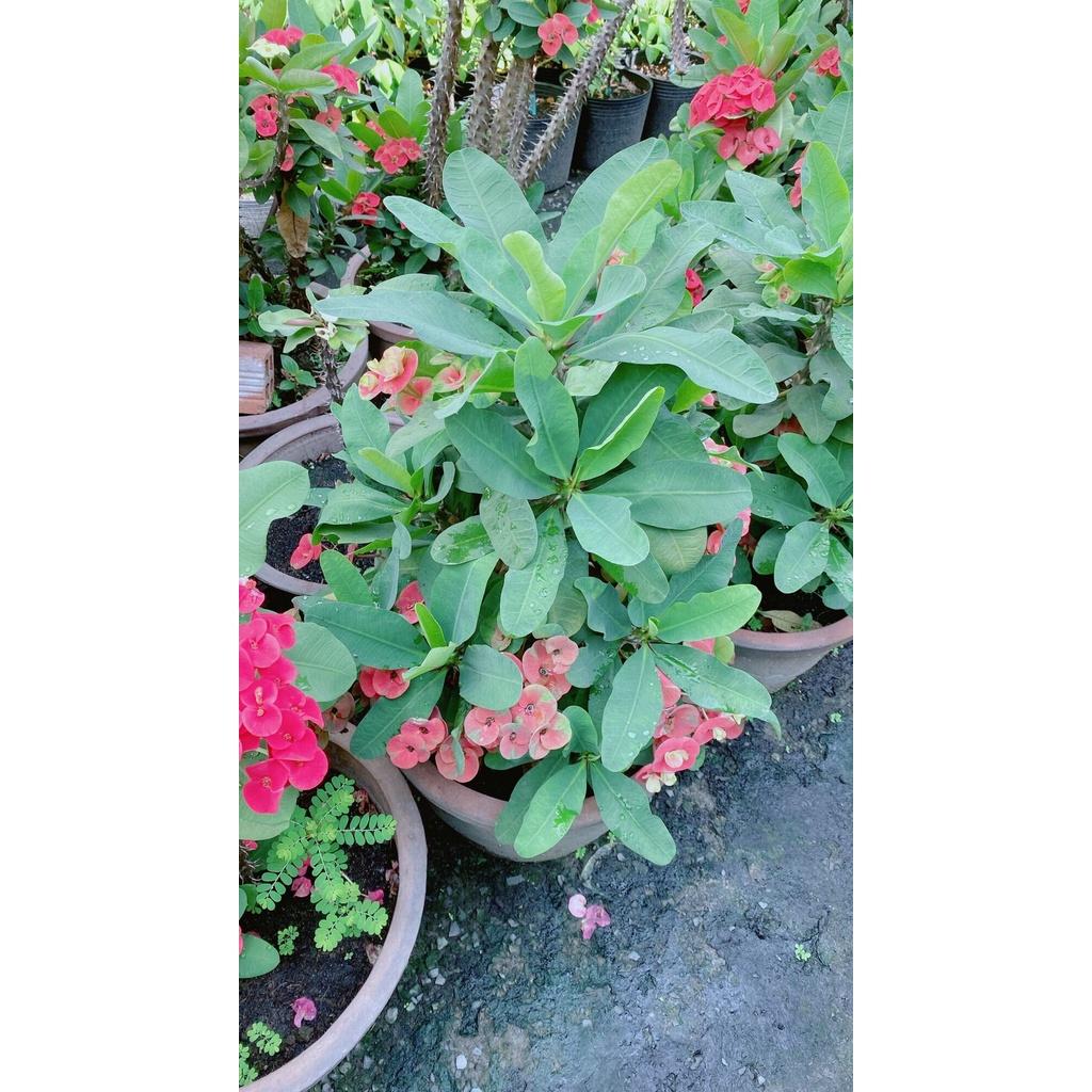 Chậu Xương Rồng Bát Tiên Lớn