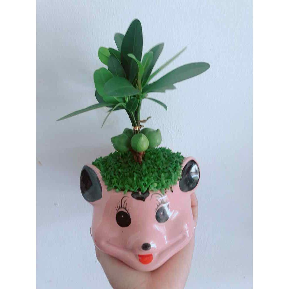 Chậu phát tài Bán Chạy